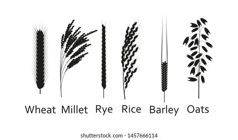 Cereals plants set. Carbohydrates sources.  Silhouette vector illustration.  