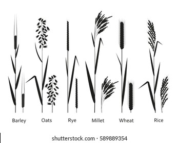 Cereals plants set. Carbohydrates sources.  Vector illustration.  