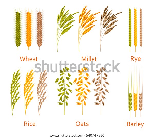 Cereals Plants Set Carbohydrates Sources Colorful Stock Vector (royalty 