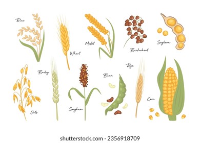 Cereals seed grain agricultural plant spikelets ear isolated organic farm harvest set on white background. Ripe wheat, barley, rice, oat, millet, maize corncob, bean, soybean vector illustration