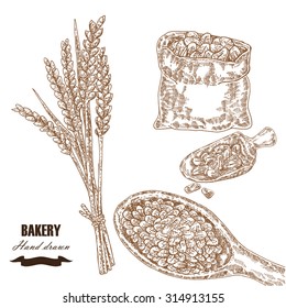 Cereals set. Hand drawn sketch illustration wheat, barley, grain in vintage style. Isolated