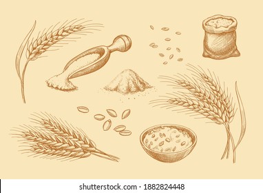 Cereals set. Hand drawn wheat, rye, oats, barley cereals. Ear spikes and seed vintage style. Food sketch retro sepia vector illustration.