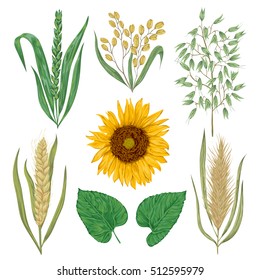 Cereals set. Sunflower, barley, wheat, rye, rice and oat. Collection decorative floral design elements. Isolated elements. Vintage vector illustration in watercolor style.