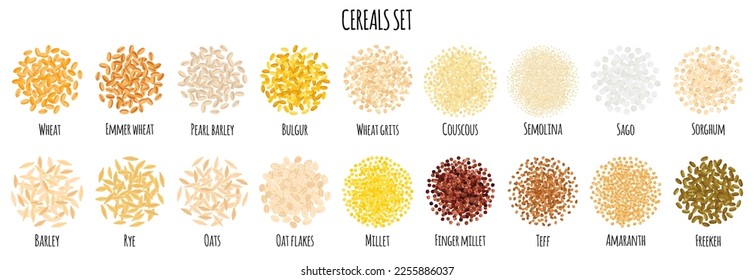 Cereals set with Wheat, Bulgur, Couscous, Barley, Rye, Oats etc. Natural organic food collection. Vector cartoon isolated illustration.