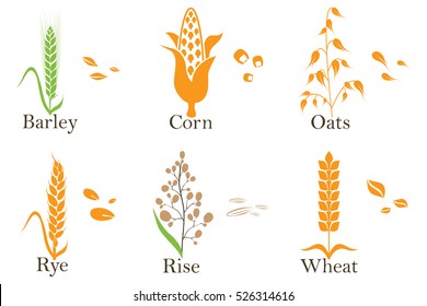 Cereals vector icons. rice, wheat, corn, oats rye and barley Vector illustration