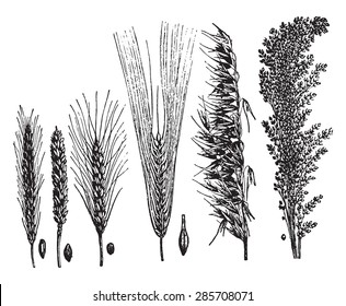 Cereals, vintage engraved illustration. La Vie dans la nature, 1890.
