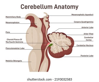 Cerebellum anatomy. Labeled diagram of cerebellum cross section. Motor control, balance and coordination organ of human brain. Human nervous system studying. Flat vector illustration