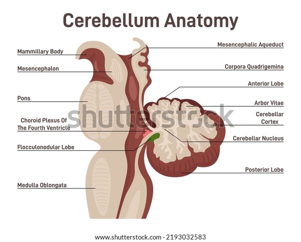 Cerebellum anatomy. Labeled diagram of\
cerebellum cross section. Motor control, balance and coordination\
organ of human brain. Human nervous system studying. Flat vector\
illustration