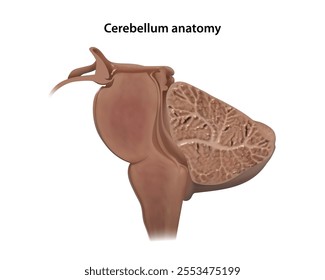 Cerebellum section. Isolated vector illustration
