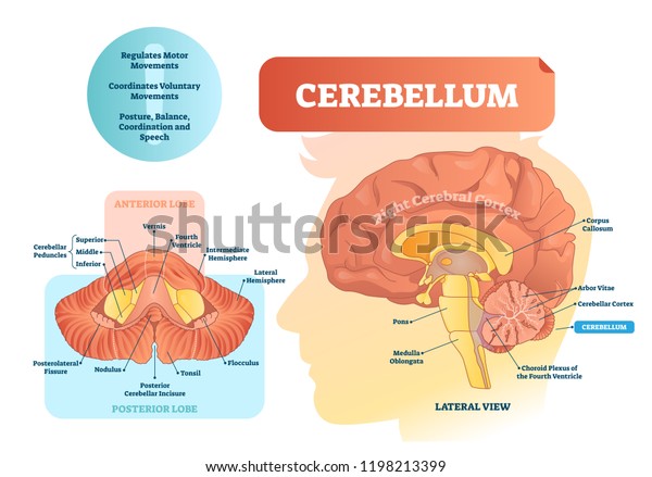 Cerebellum vector\
illustration. Medical labeled diagram with internal view. Isolated\
anterior, posterior lobe and lateral view. Organ for speech,\
balance and\
coordination