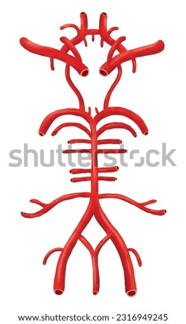 The cerebral arterial circle or circulus arteriosus.