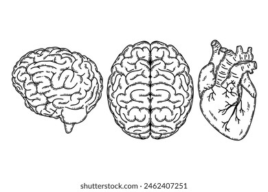 Cerebral hemispheres, human realistic brain and heart. Heart, brain, mental health, logic and emotion priority concept 