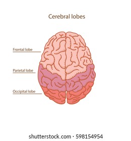 Cerebral lobes of human brain illustration
