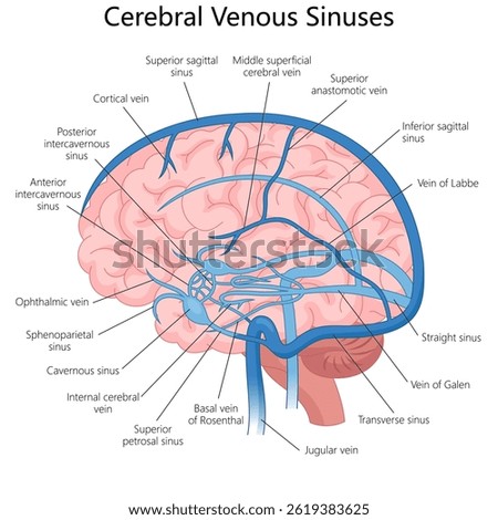 cerebral venous sinuses and veins inside the human brain, useful for medical learning and anatomy studies diagram hand drawn schematic vector illustration. Medical science educational illustration