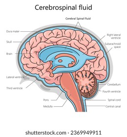 Cerebrospinal fluid structure diagram schematic vector illustration. Medical science educational illustration