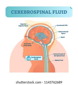 Cerebrospinal Fluid Vector Illustration. Anatomical Labeled Scheme With Human Head And Inside Of Skull. Diagram With Superior Sigittal Sinus, Ventricles, Arachnoid Villi And Spinal Cord Central Canal.