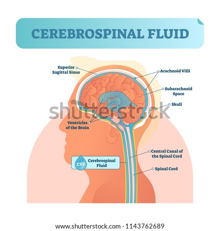 Cerebrospinal fluid vector illustration. Anatomical labeled scheme with human head and inside of skull. Diagram with superior sigittal sinus, ventricles, arachnoid Villi and spinal cord central canal.