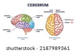 Cerebrum brain structure from lateral and superior view outline diagram. Labeled educational colorful scheme with frontal, temporal, parietal and occipital lobe vector illustration. Hemisphere sides