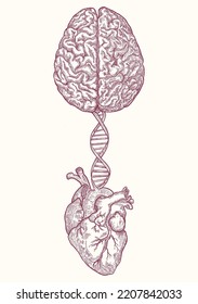 Cerebrum Connecting with Heart, an Illustration using Hand Drawn. Vintage style vector design