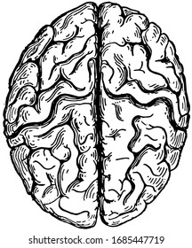 The cerebrum seen from above showing the hemispheres, vintage line drawing or engraving illustration.