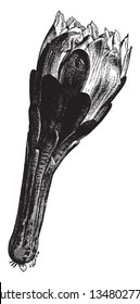 Cereus Peruvianus is known as hedge cactus. It is grown mostly as an ornamental plant, vintage line drawing or engraving illustration.