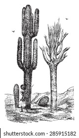 Cereus, vintage engraved illustration. La Vie dans la nature, 1890.
