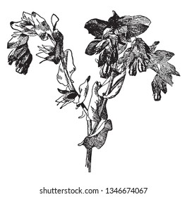 Cerinthe Retorta is known as Honeywort. The flowers are bright yellow and purple, vintage line drawing or engraving illustration.