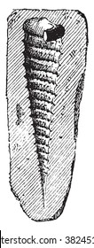 Ilustración grabada de cemento, vintage. Diccionario de palabras y cosas - Larive y Fleury - 1895. 