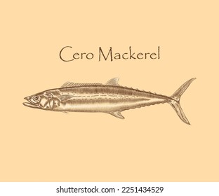 Cero Mackerel Fish Illustration with details and highlights.