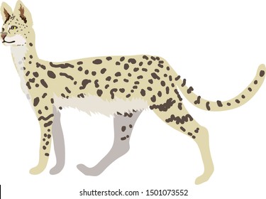 Cerval, African Wild Cat - Vector