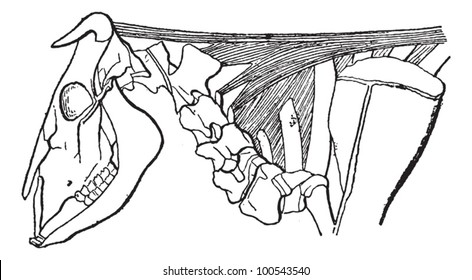 Ligamento cervical en ganado bovino (marcado L), ilustración vintage grabada. Diccionario de Palabras y Cosas - Larive y Fleury - 1895