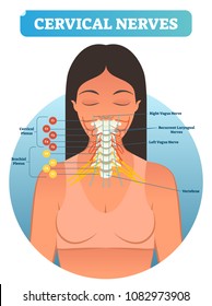 Cervical nerves medical anatomy diagram vector illustration. Human neurological network scheme in neck region. Health care educational poster.
