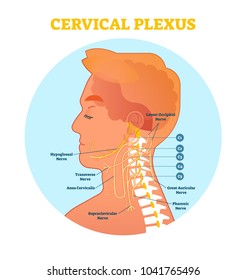 Cervical Plexus anatomical nerve diagram, vector illustration medical scheme with human head and neck cross section.  