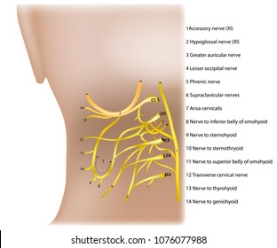 The Cervical Plexus. Anatomy of the human nerves