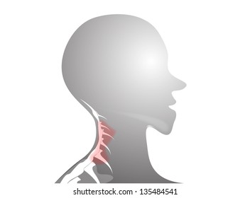 Cervical spine anatomy