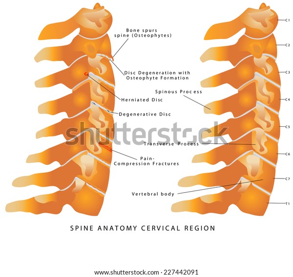 Cervical Region Anatomy