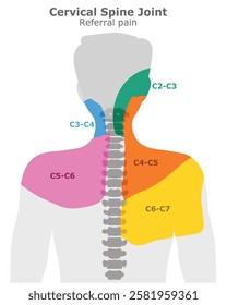 Cervical spine joint referral pain areas, Head, neck shoulder vertebral description spline. c1, c2, c3, c4, c5, c6, c7 joints location. Vector illustration