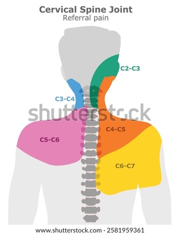 Cervical spine joint referral pain areas, Head, neck shoulder vertebral description spline. c1, c2, c3, c4, c5, c6, c7 joints location. Vector illustration