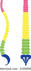 Anatomie der zervikalen Lendenwirbelsäule