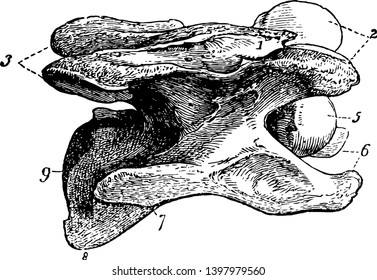 Cervical Vertebra of a Horse have neural spine and anterior oblique processes vintage line drawing or engraving illustration.