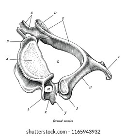 Cervical vertebra human anatomy superior lateral view hand draw vintage clip art isolated on white background with description