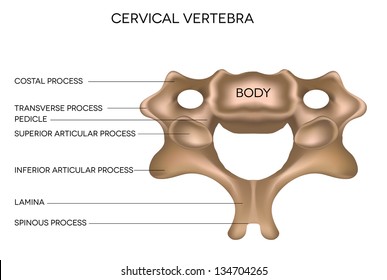 Cervical Vertebra of vertebral column, detailed medical illustration.