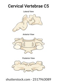 Cervical Vertebrae C5 an Overview of Medical Science