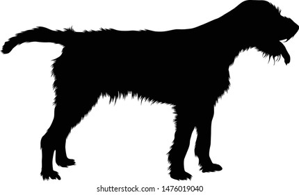 Cesky Fousek Silhouette, Gun Dog Group, Origin Czech Republic