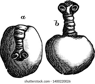 Cestode es una clase de gusanos parasitarios de la filo de la lombriz plana, dibujo de la línea vintage o ilustración de grabado.