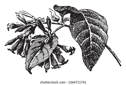 Cestrum Elegans is known as red cestrum. It is native from Mexican, vintage line drawing or engraving illustration.