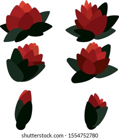 cet rose vector red flower