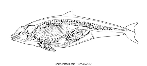 Cetacean bones structure sketch. Dolphin, whale. X ray mammal. Sketch style black and white illustration.