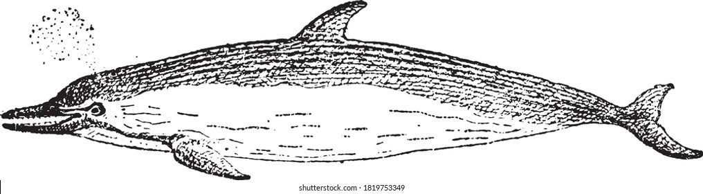 Cetacean dolphin, From the Dictionary of Word and Things, 1888.