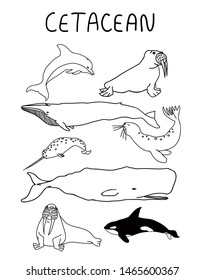 Cetacean vector illustration. Hand drawn set of marine mammals. Sea life collection, sketch style. Different types of ocean animals: killer whale, sperm whale, walrus, seal, narwhal, dolphin.